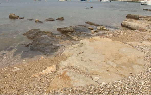Podmorska tajna Istre: Znanstvenici vade kosti divova stare 130 milijuna godina